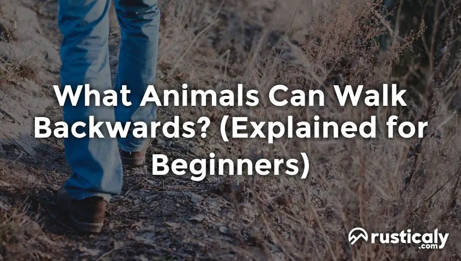 what animals can walk backwards