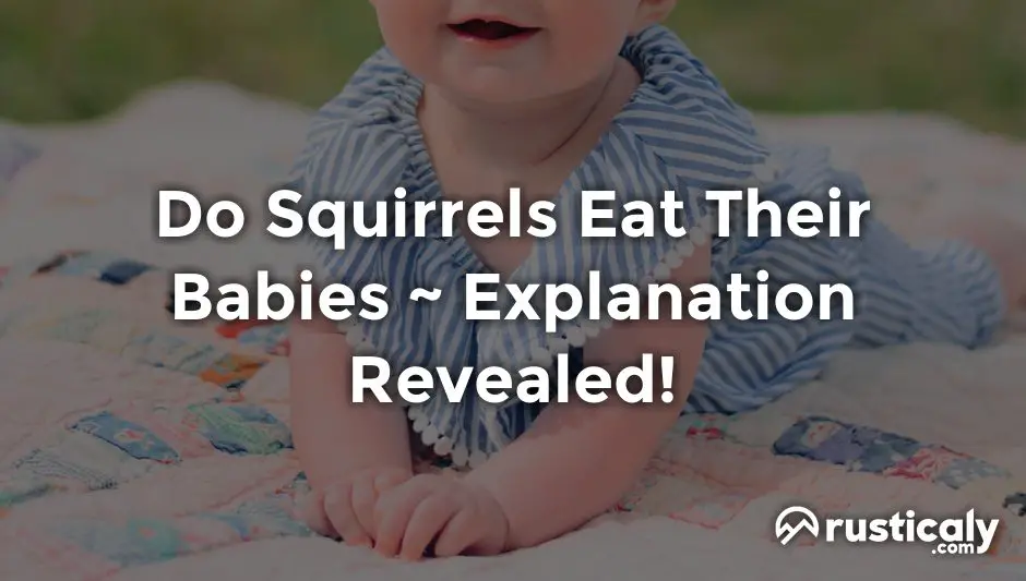 do squirrels eat their babies