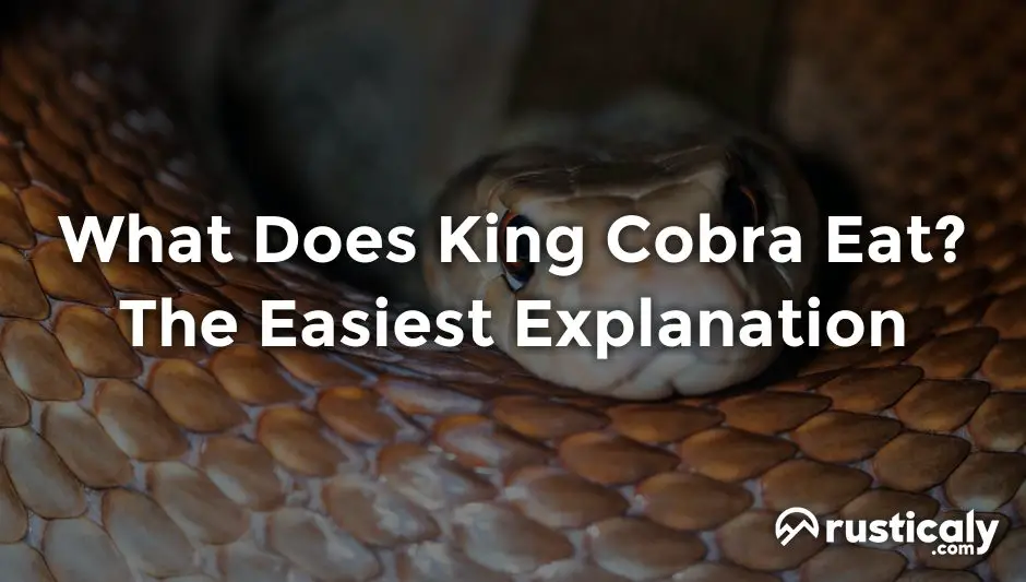 what does king cobra eat