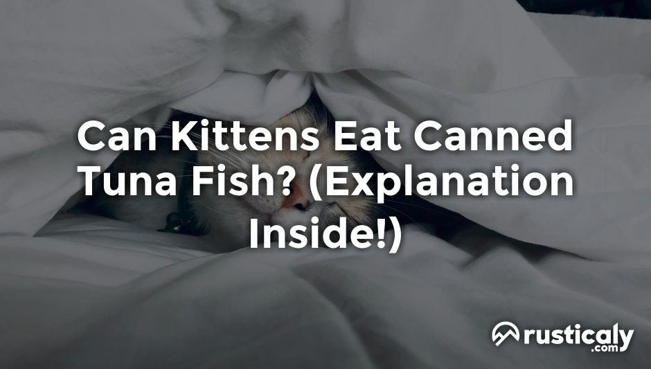 can kittens eat canned tuna fish
