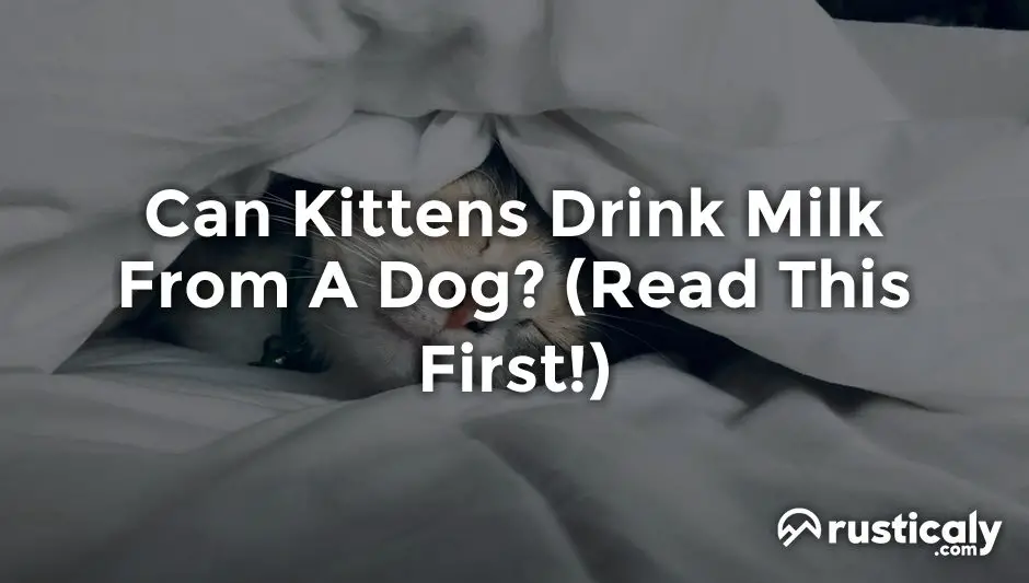 can kittens drink milk from a dog