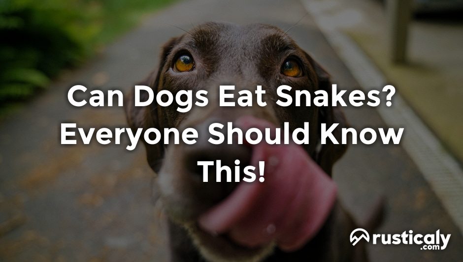 can dogs eat snakes
