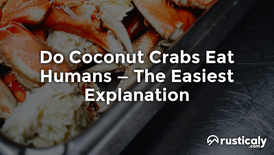 do coconut crabs eat humans