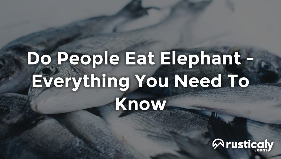 do people eat elephant