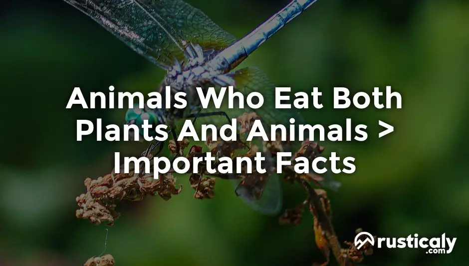 animals who eat both plants and animals