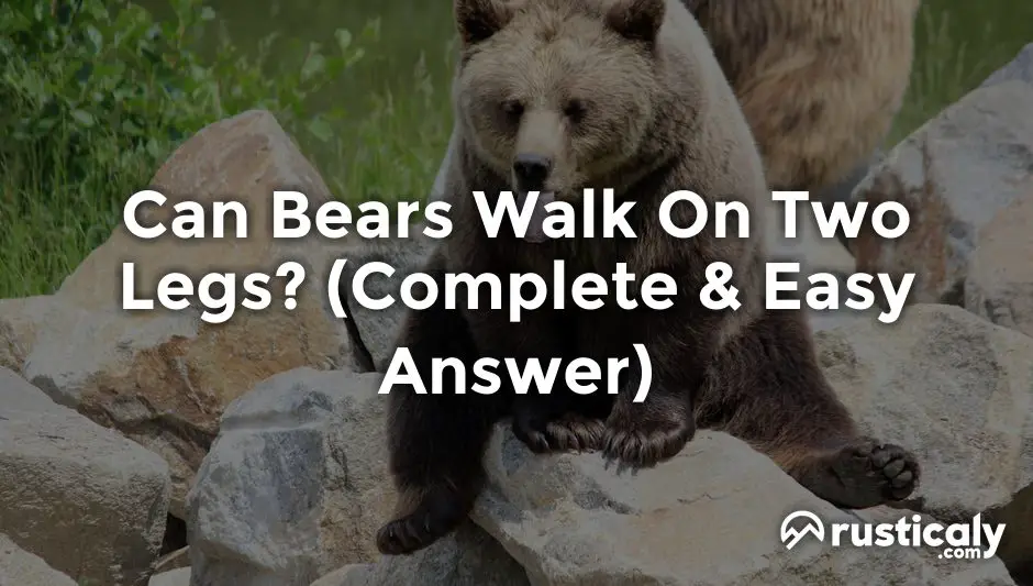 can bears walk on two legs
