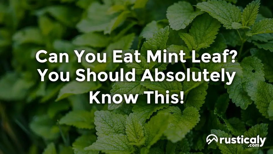 can you eat mint leaf