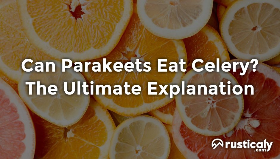 can parakeets eat celery