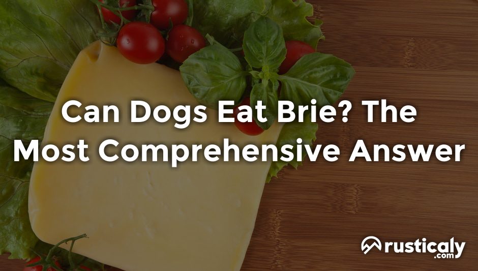 can dogs eat brie