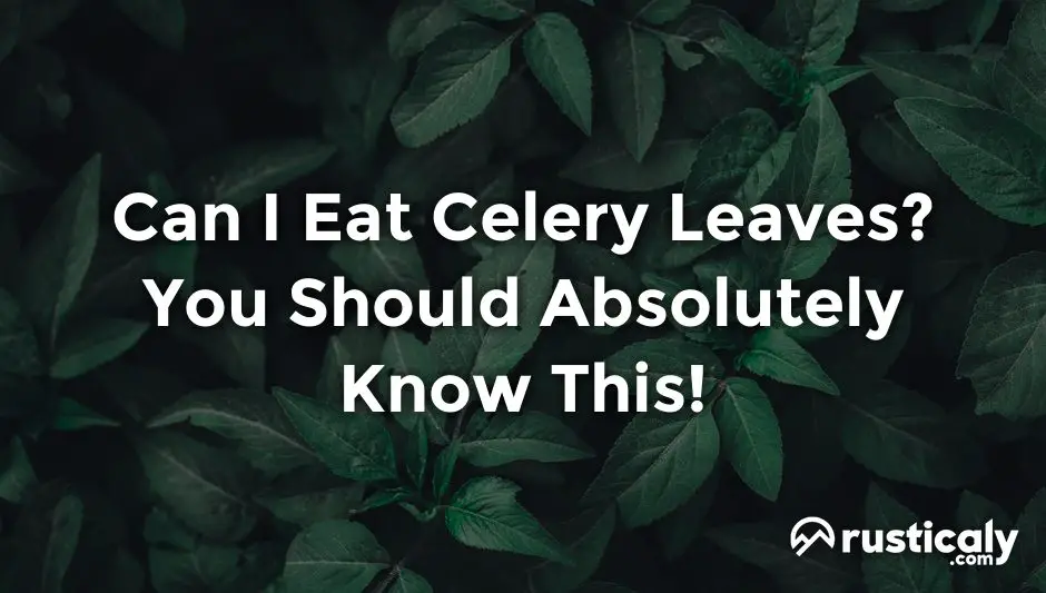 can i eat celery leaves