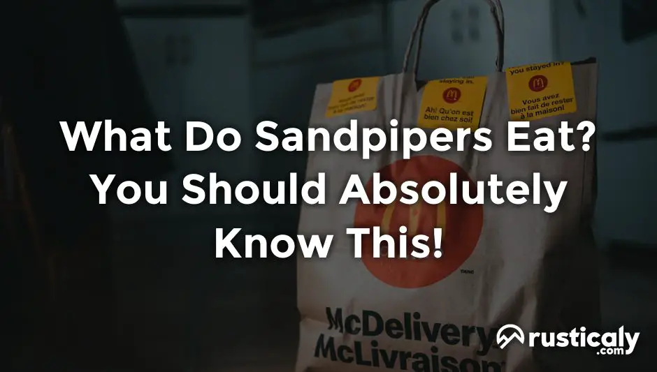 what do sandpipers eat