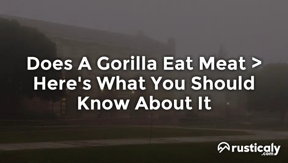 does a gorilla eat meat