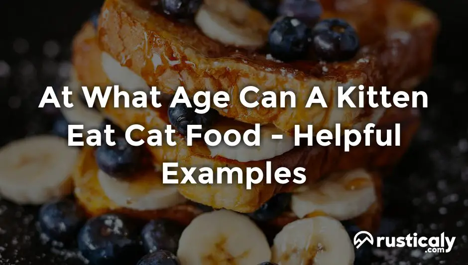at what age can a kitten eat cat food