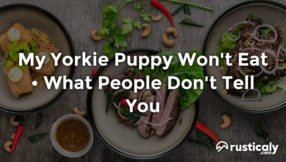 My Yorkie Puppy Won't Eat > Here's What People Don't Know