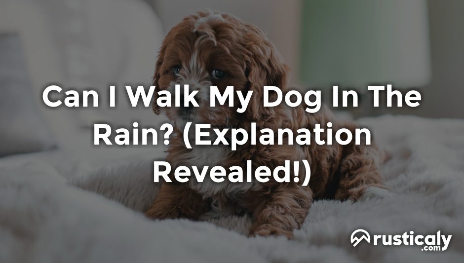 can i walk my dog in the rain