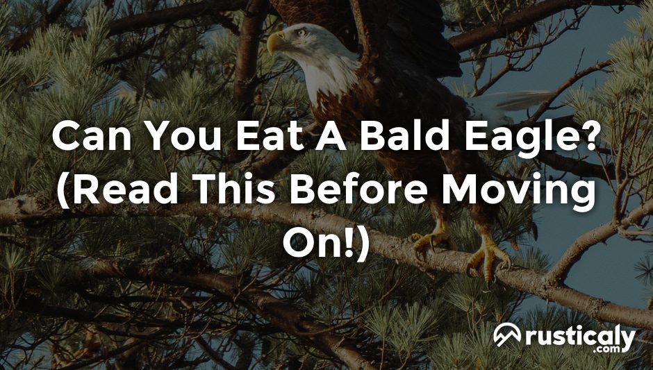 can you eat a bald eagle