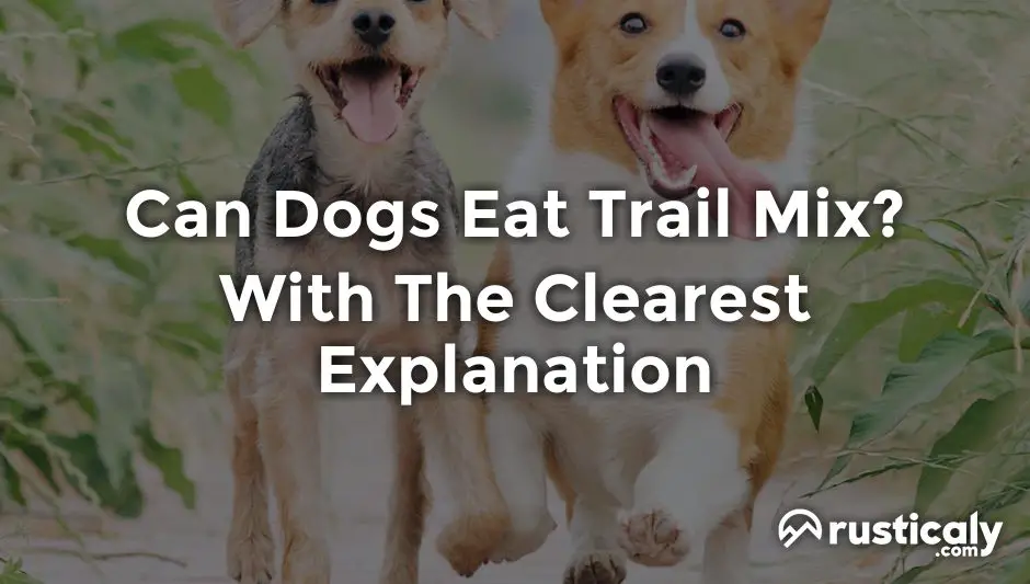 can dogs eat trail mix