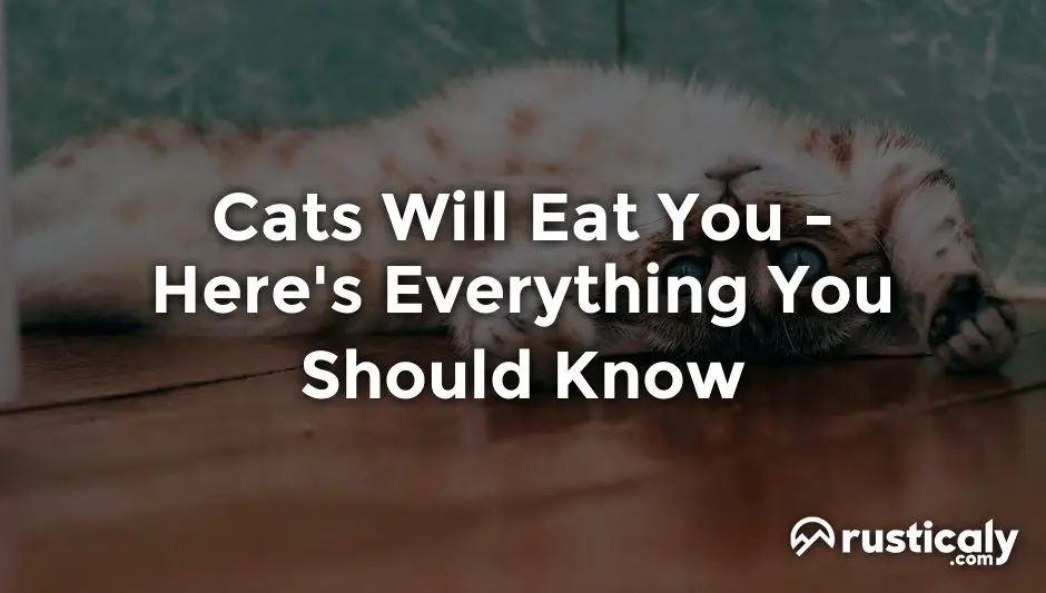 Cats Will Eat You — Everything You Need To Know