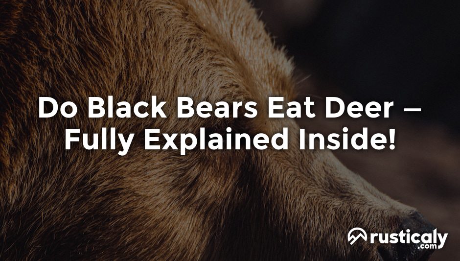 do black bears eat deer