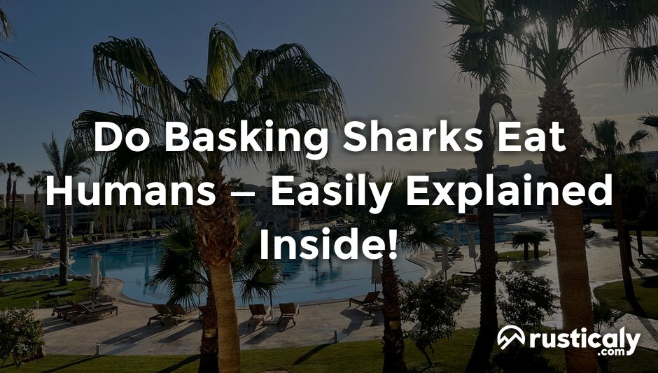do basking sharks eat humans
