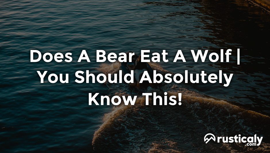 does a bear eat a wolf