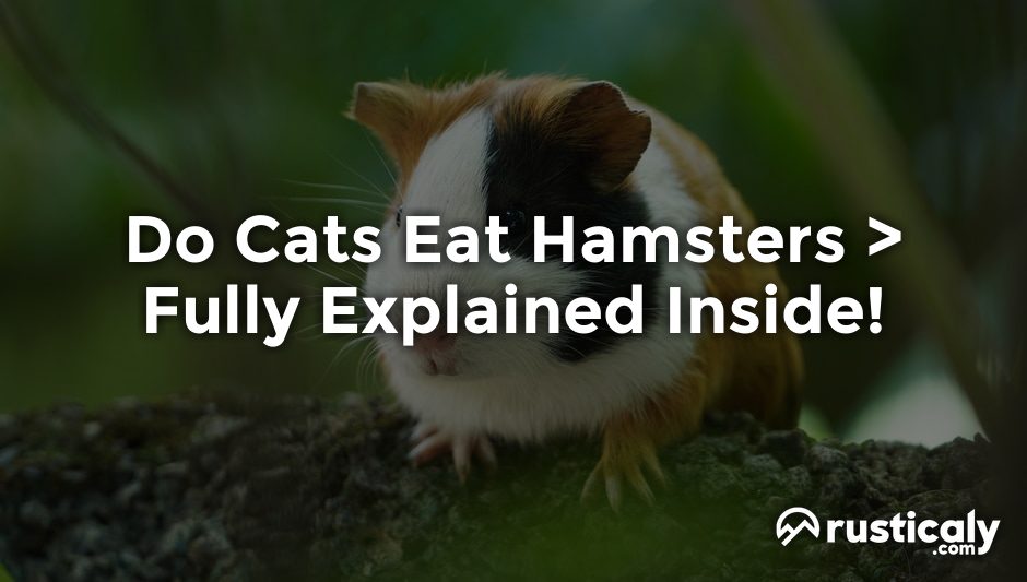 do cats eat hamsters