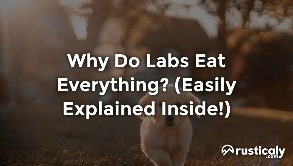 why do labs eat everything
