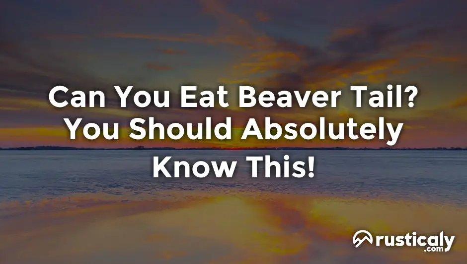 can you eat beaver tail