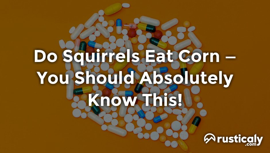 do squirrels eat corn