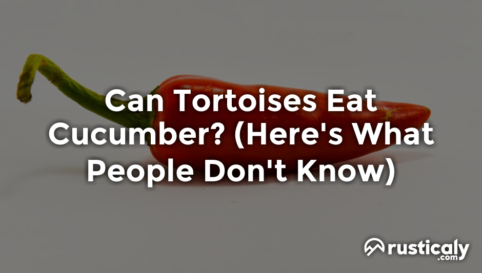 can tortoises eat cucumber