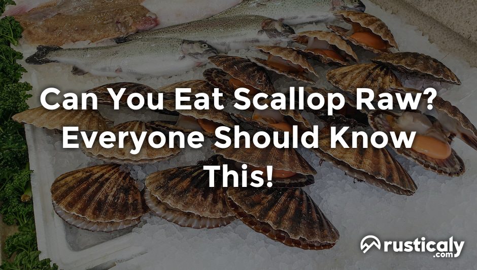 can you eat scallop raw