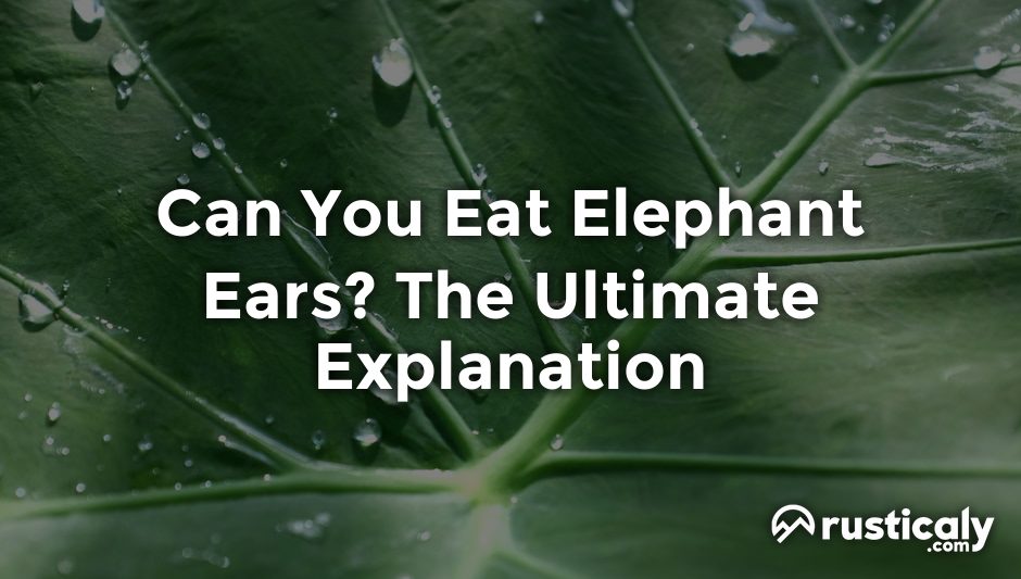 can you eat elephant ears