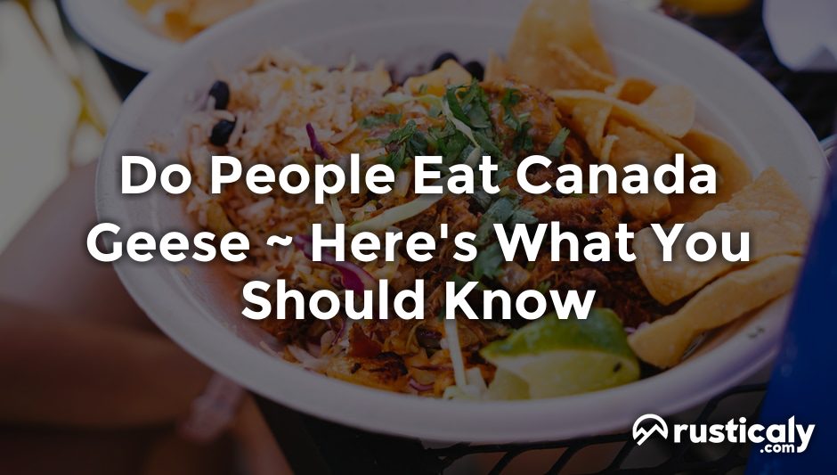 do people eat canada geese