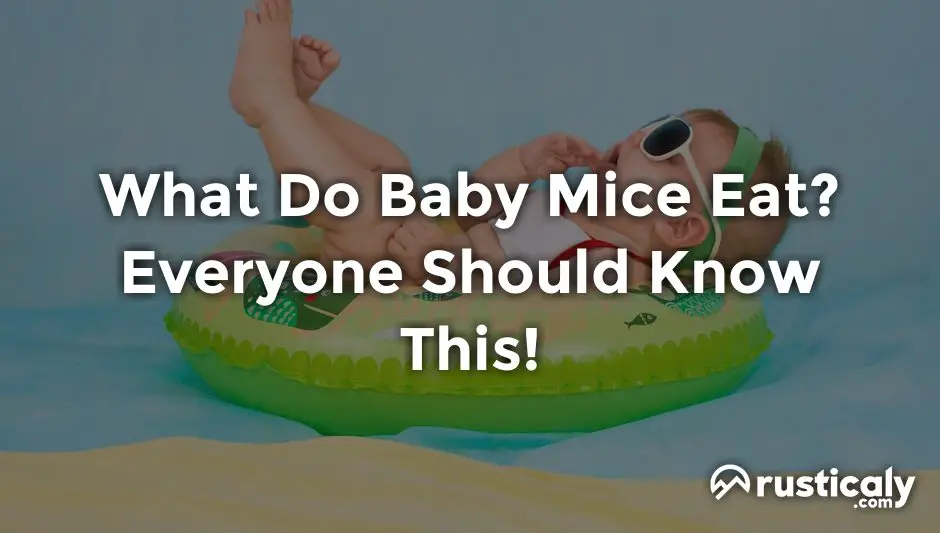 what do baby mice eat