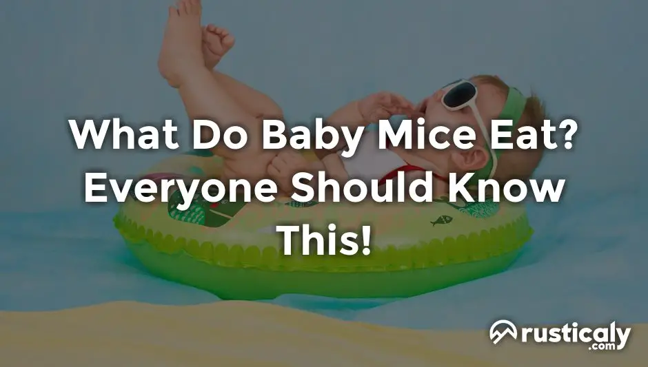 what-do-baby-mice-eat-you-should-absolutely-know-this