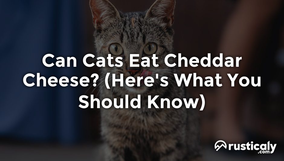 can cats eat cheddar cheese