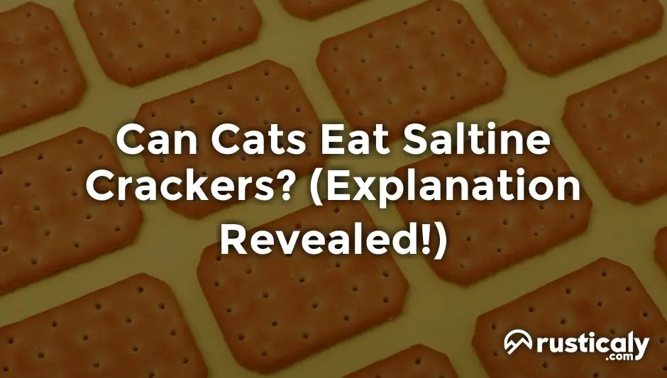 can cats eat saltine crackers