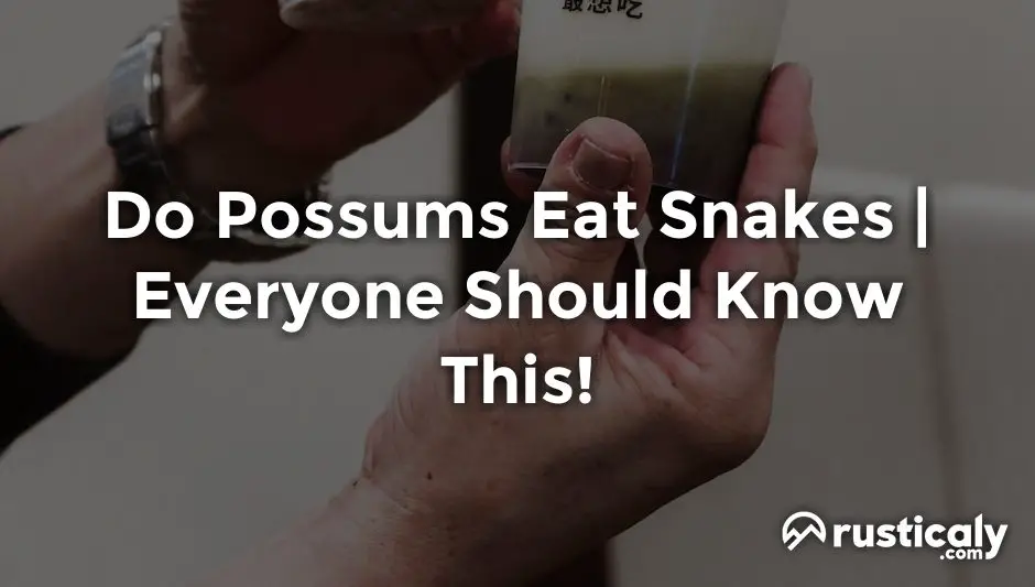 do possums eat snakes