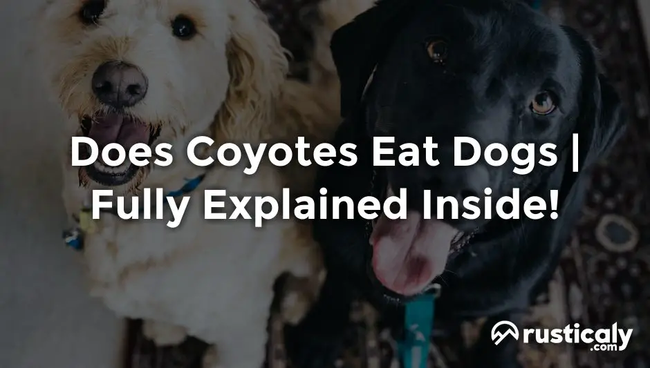does coyotes eat dogs