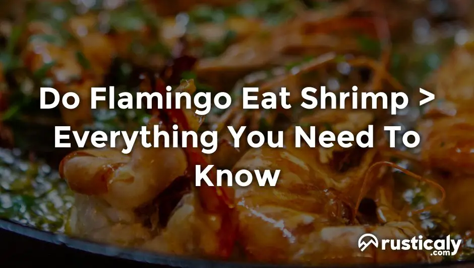 do flamingo eat shrimp