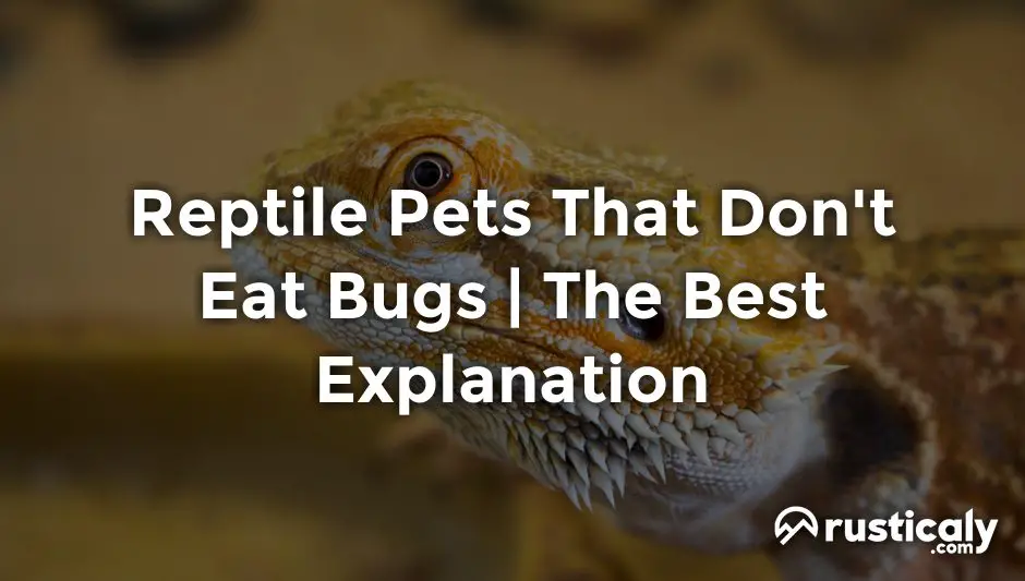 reptile pets that don't eat bugs