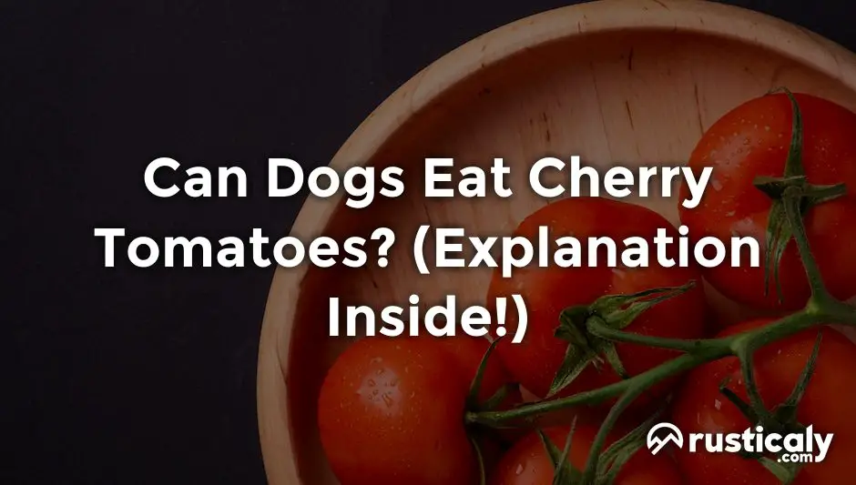 Can Dogs Eat Cherry Tomatoes? (Explanation Revealed!)