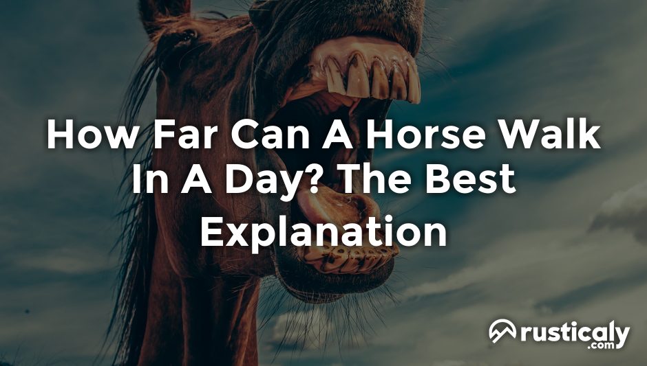 how far can a horse walk in a day