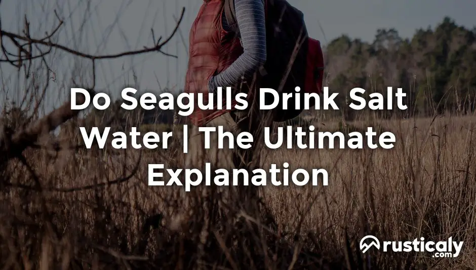 do seagulls drink salt water