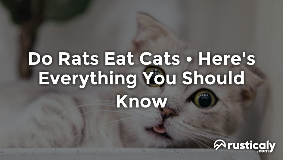 do rats eat cats