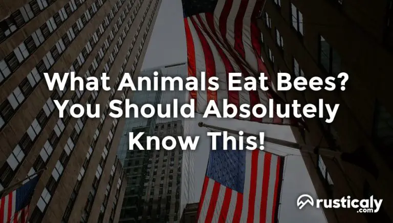 What Animals Eat Bees Fully Explained Inside 