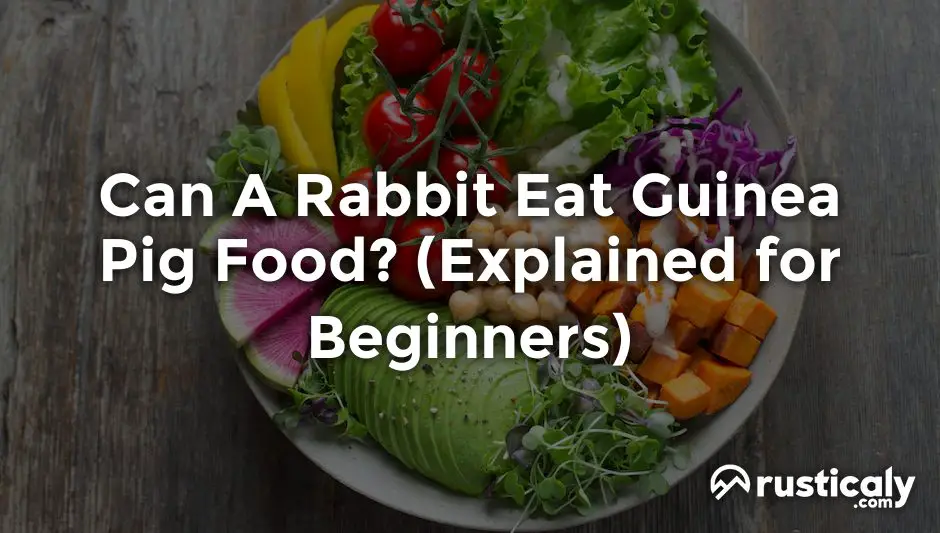 can a rabbit eat guinea pig food