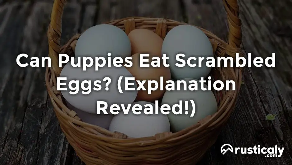can puppies eat scrambled eggs