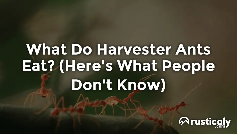 what do harvester ants eat