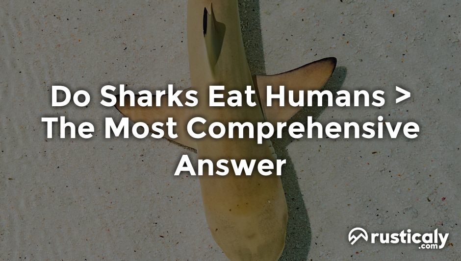 do sharks eat humans